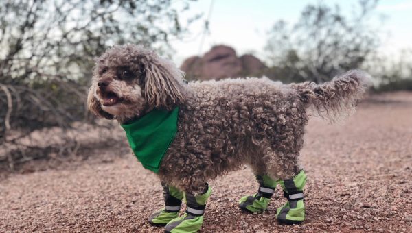 Best Dog Boots for Hot Pavement | Dog Summer Shoes