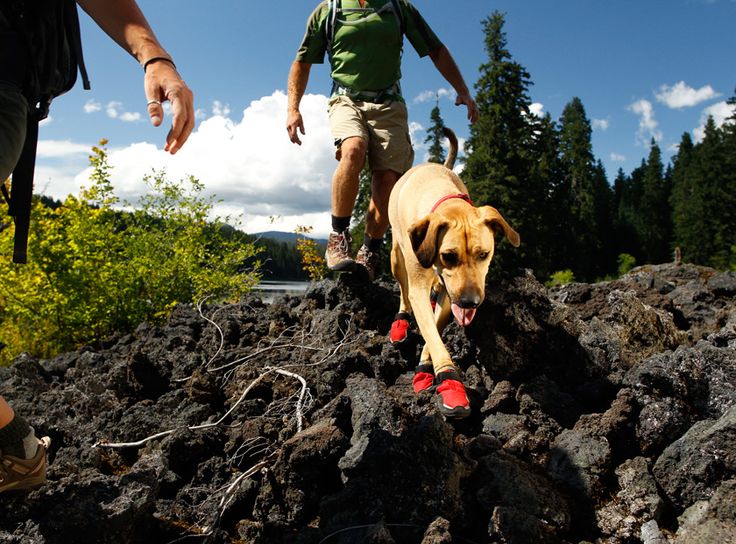 Best Shoes for Outdoor Adventures | Dog Hiking Boots