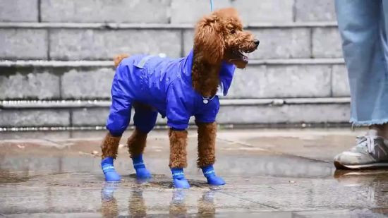Best Waterproof Dog Swimming Shoes | Dog Rain Boots