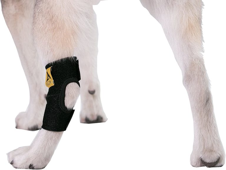 Best Leg Protectors to Relieve Wound Dog Leg Wraps