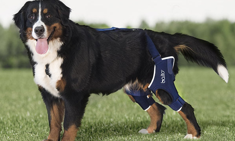 Best Leg Protectors to Relieve Wound | Dog Leg Wraps
