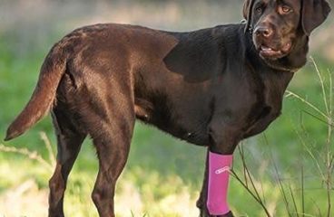 Walkabout Compression Sleeve for Dogs