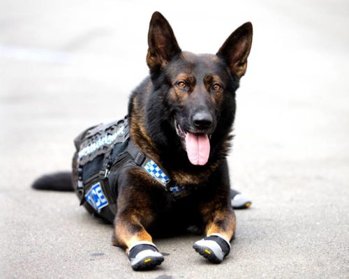 German Shepherd in Police Boots