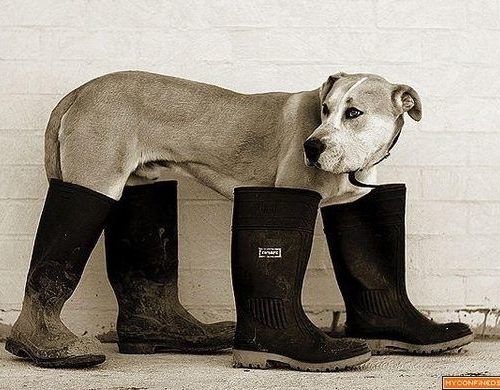 XXL Dog Boots