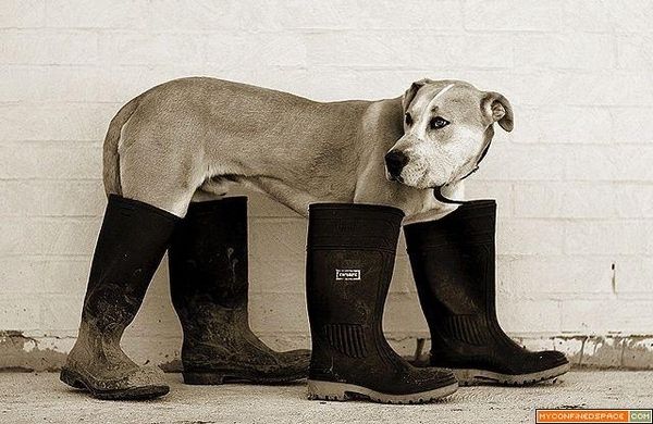 XXL Dog Boots