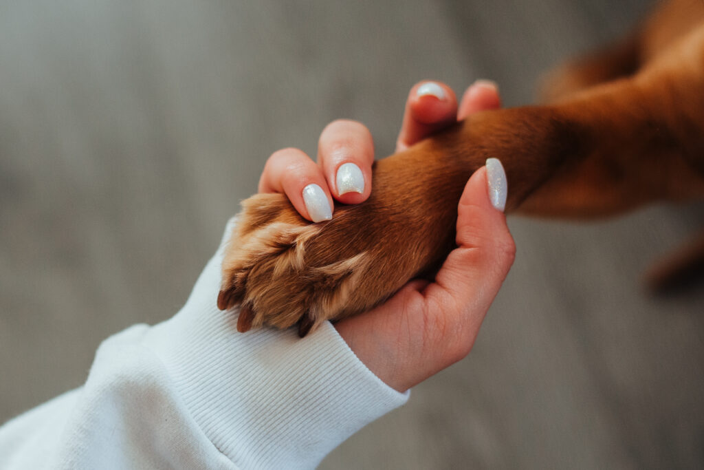Is Paw Wax Good For Dogs?