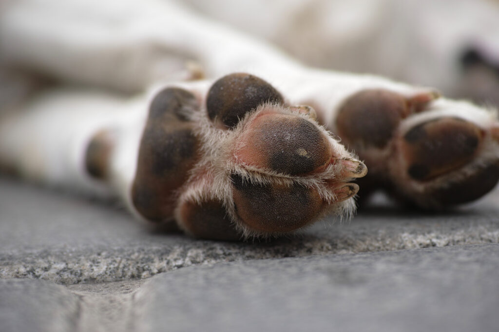 What Is Paw Wax For Dogs?
