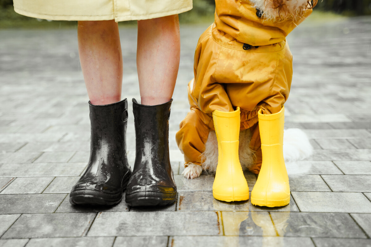 Waterproof Dog Shoes Rainy Day Essential